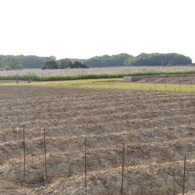 Safran du Nivernais Morvan