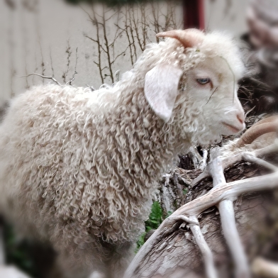 Visite de la fermette
