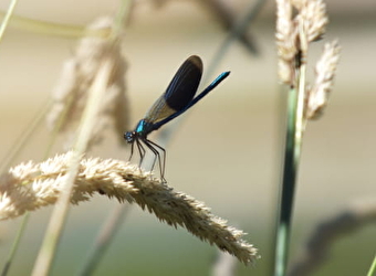 Sortie nature : La mare aux Demoiselles - MAGNY-COURS