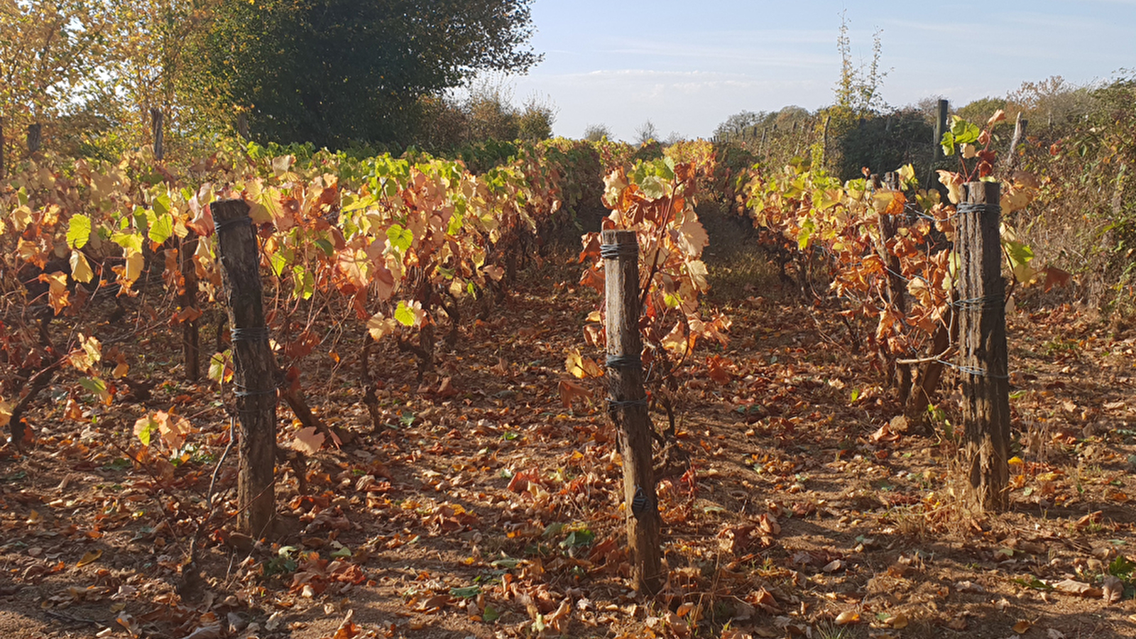Domaine de Bel-Air