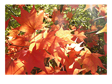 Arboretum Les Feuilles Fleuries - SAINT-ELOI