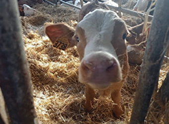 Oh la vache ! Visite d'une exploitation fromagère familiale - AVRIL-SUR-LOIRE