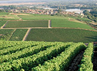 Syndicat Viticole de l'Aire AOC de Pouilly - POUILLY-SUR-LOIRE