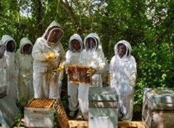 Abeilles et Découvertes - POISEUX