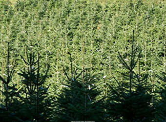 Association française du sapin de Noël naturel - SAINT-BRISSON