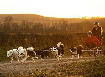 Wood'cie ranch canin - CHEVENON