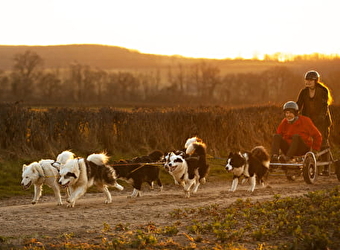 Excursion en chien de traîneaux par Wood'Cie Ranch Canin - NEVERS