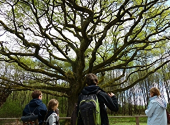 Colonisation forestière : Arche de la biodiversité - SAINT-ELOI