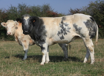 Visite de la ferme d'élevage Blanc Bleu du Morvan et Dîner à l'Auberge Gourmande - VANDENESSE