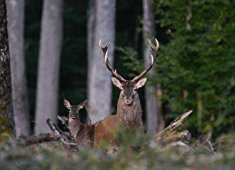 Sortie nature : Soirée brame du cerf à la lanterne - LA CHARITE-SUR-LOIRE