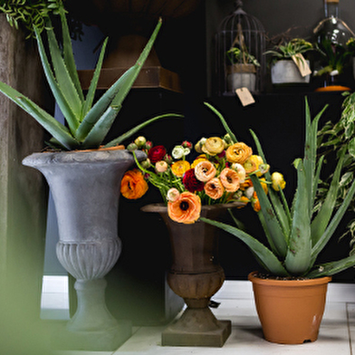 Fleurs Fabre