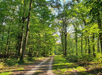 Randonnée à Sougy-sur-Loire / Boucle du Bois des Frétys - SOUGY-SUR-LOIRE