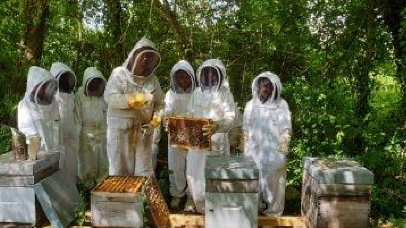 Abeilles et Découvertes