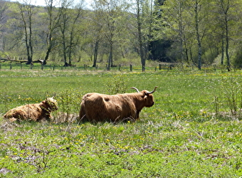 Des prairies humides à l'assiette... - SAINT-BRISSON