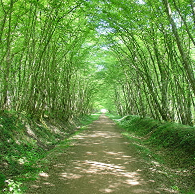 Decize - La Machine par l'étang Grenetier