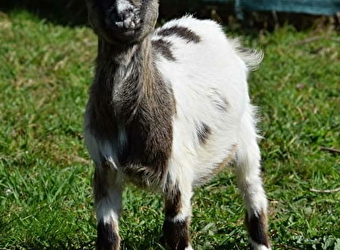 fermette des tannières - HERRY