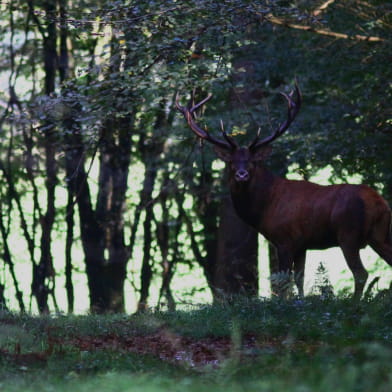 Sortie nature : Soirée brame du cerf à la lanterne