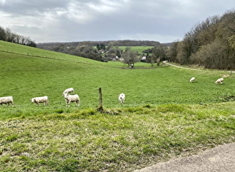 En forêt autour de Cessy-les-Bois - CESSY-LES-BOIS