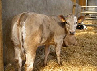 Ferme de Mussy, production de viande - PARIGNY-LES-VAUX