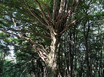 Sortie nature : Les arbres communiquent 26 février et 20 septembre 2025 - RAVEAU