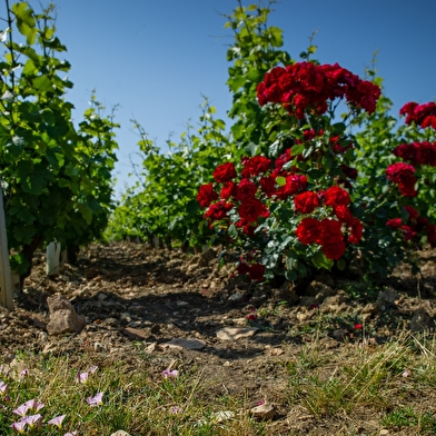 Domaine Bouchie Chatellier